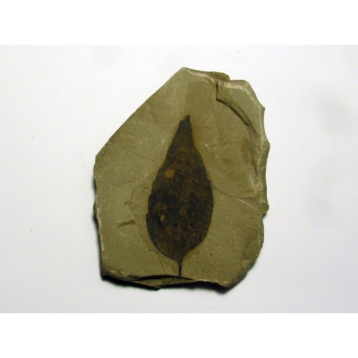 celtis mccoshii (1)