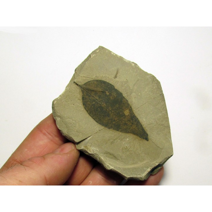 celtis mccoshii (1)