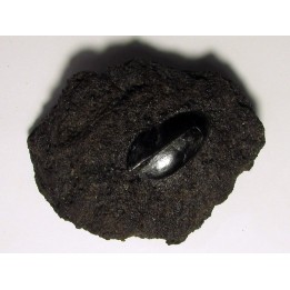cybister explanatus - rancho la brea fmt (1)