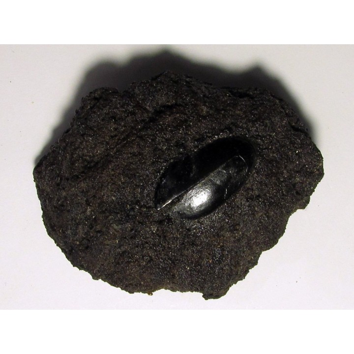 cybister explanatus - rancho la brea fmt (1)