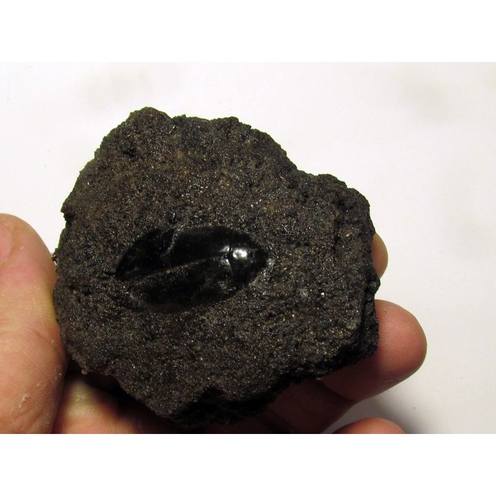 cybister explanatus - rancho la brea fmt (1)
