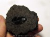 cybister explanatus - rancho la brea fmt (1)
