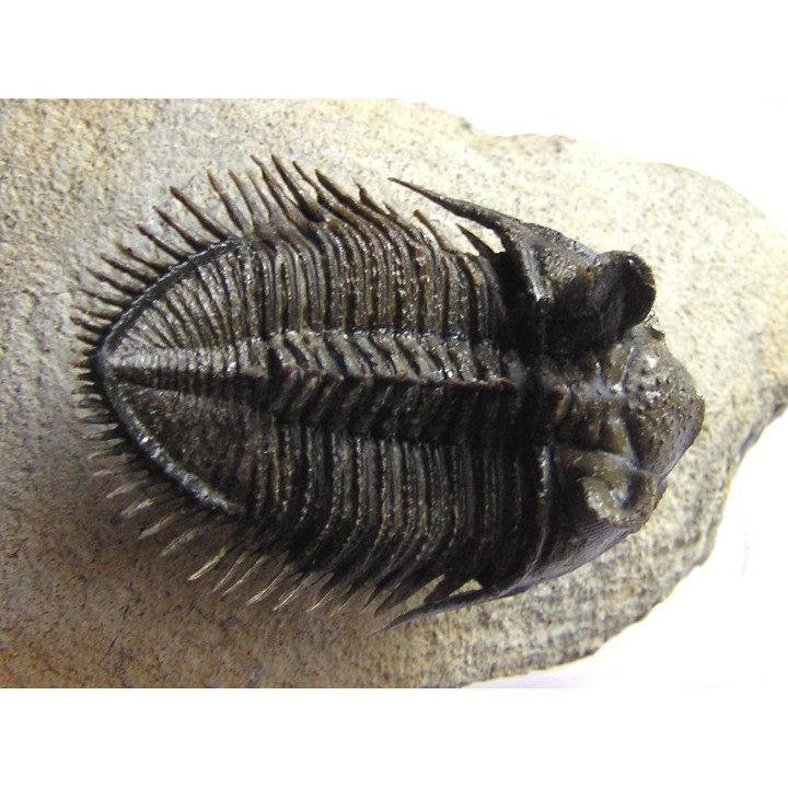 DICRANURUS MONSTROSUS