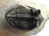 DICRANURUS MONSTROSUS