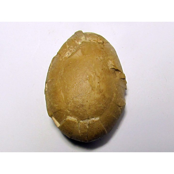 OEUF d'oiseau indeterminé - oligocene - badland