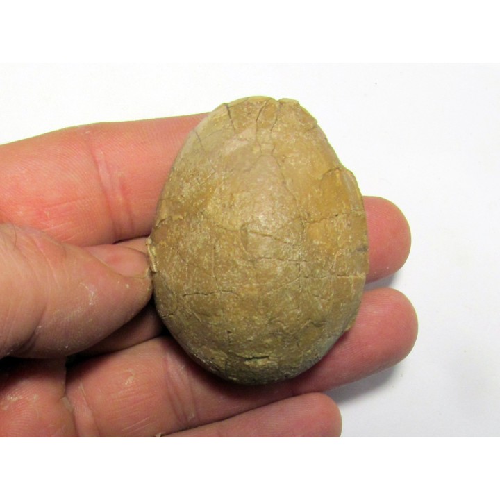 unknow bird egg - oligocene - badland