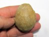 OEUF d'oiseau indeterminé - oligocene - badland