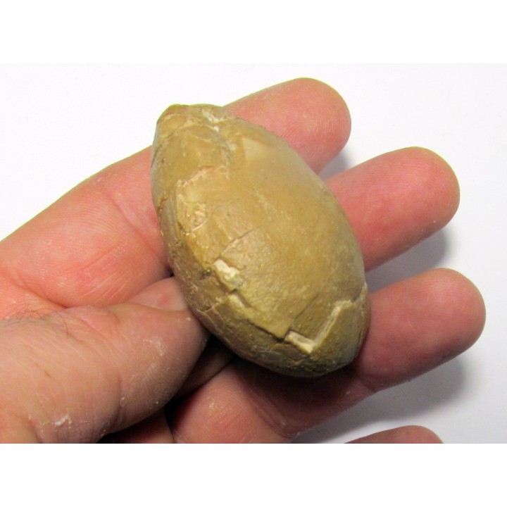 unknow bird egg - oligocene - badland