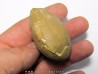 OEUF d'oiseau indeterminé - oligocene - badland