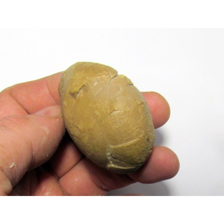 unknow bird egg - oligocene - badland