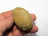 unknow bird egg - oligocene - badland