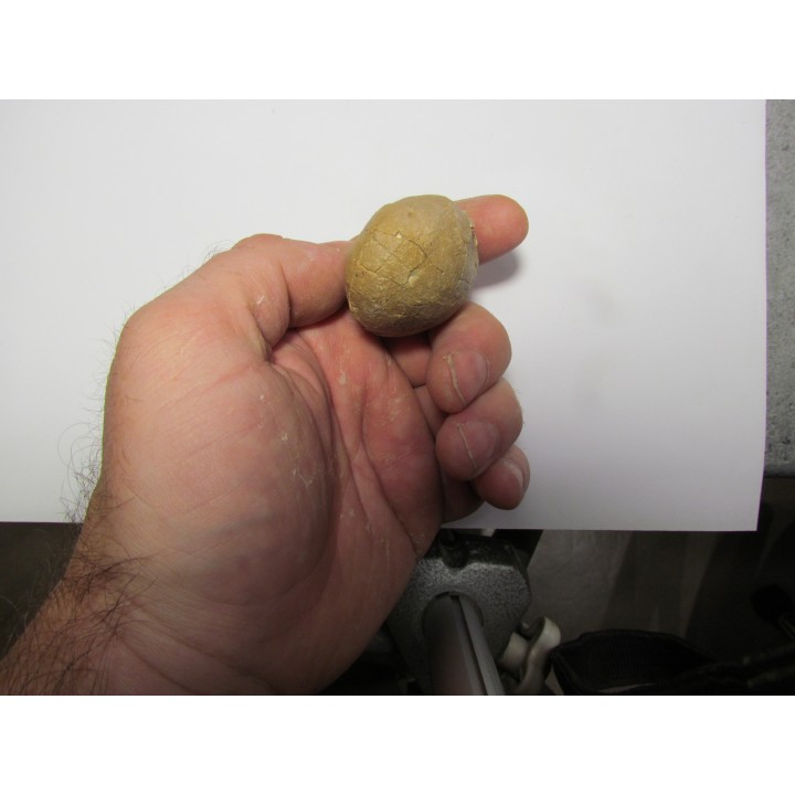 unknow bird egg - oligocene - badland