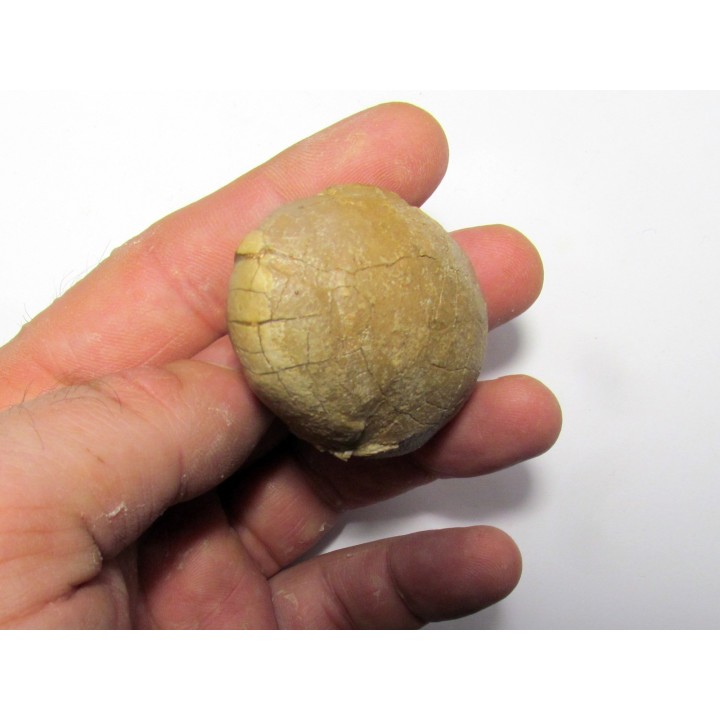 unknow bird egg - oligocene - badland
