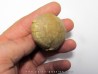 OEUF d'oiseau indeterminé - oligocene - badland