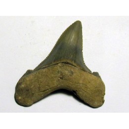 Carcharocles angustidens (1)