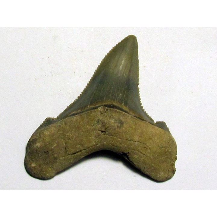 Carcharocles angustidens (1)