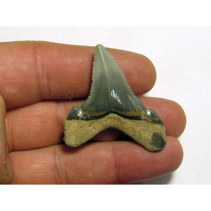 Carcharocles angustidens (1)