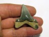 Carcharocles angustidens (1)