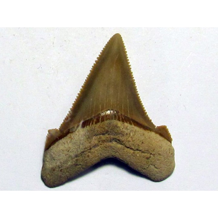 Carcharocles angustidens (2)