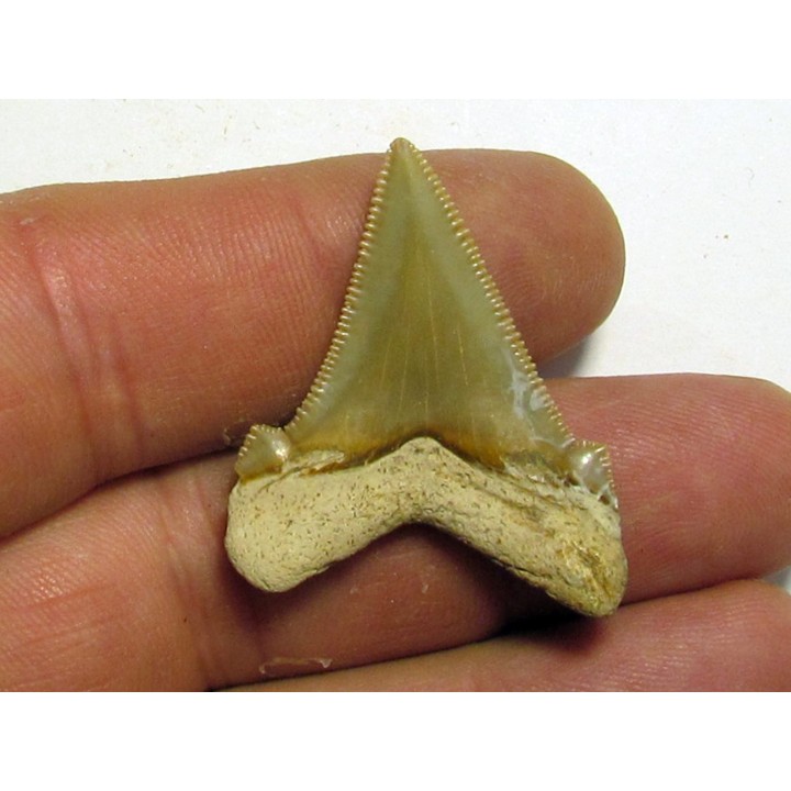Carcharocles angustidens (2)