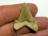 Carcharocles angustidens (2)