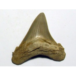Carcharocles angustidens (3)
