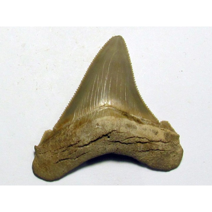 Carcharocles angustidens (3)