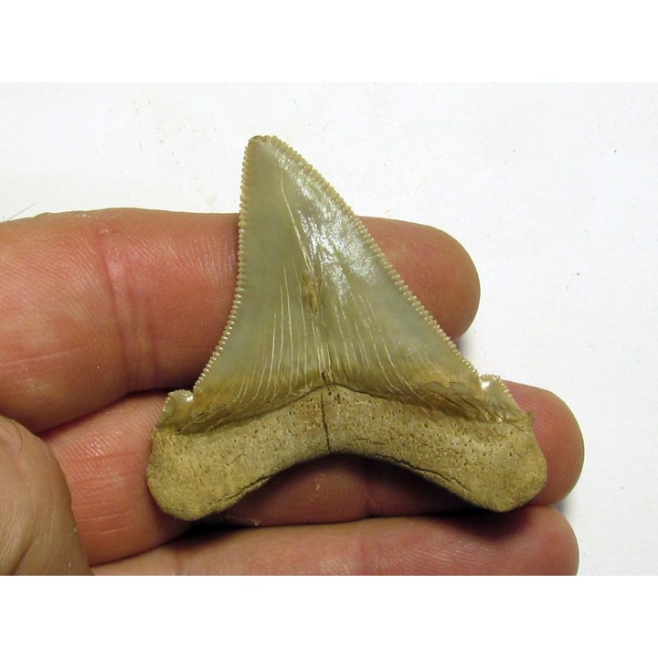 Carcharocles angustidens (3)