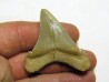 Carcharocles angustidens (3)