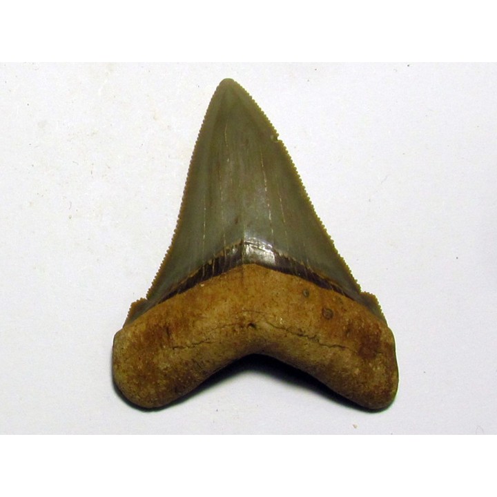 Carcharocles angustidens (4)