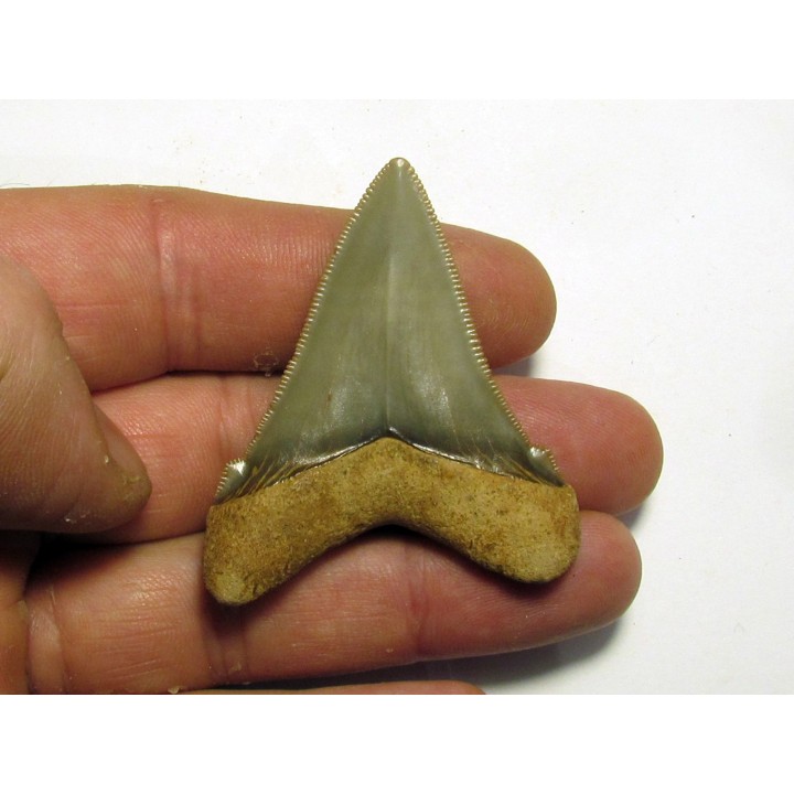 Carcharocles angustidens (4)