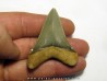 Carcharocles angustidens (4)