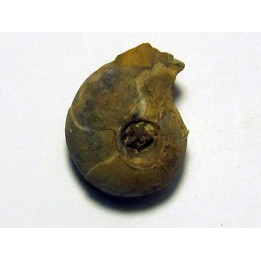 GLAPHYRITES EXCELSUS (1)