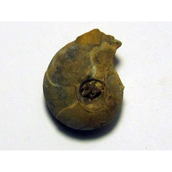 GLAPHYRITES EXCELSUS (1)