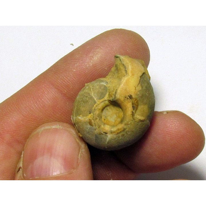 GLAPHYRITES EXCELSUS (1)