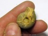 GLAPHYRITES EXCELSUS (1)