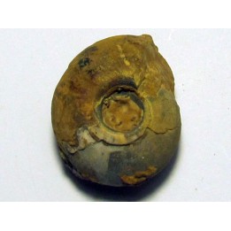 GLAPHYRITES EXCELSUS (2)