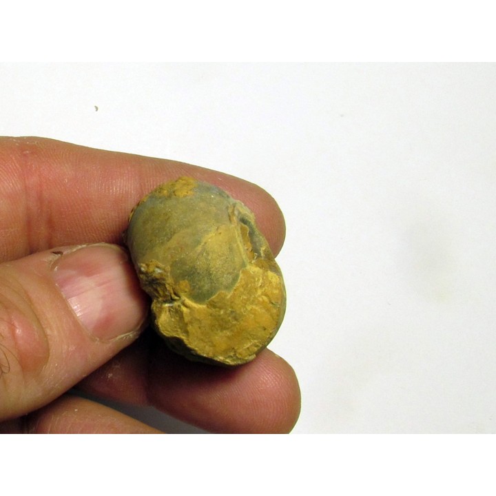 GLAPHYRITES EXCELSUS (2)