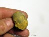 GLAPHYRITES EXCELSUS (2)