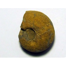 GLAPHYRITES EXCELSUS (3)