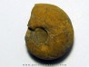 GLAPHYRITES EXCELSUS (3)