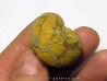 GLAPHYRITES EXCELSUS (3)