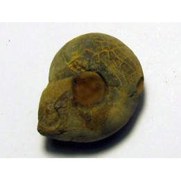 GLAPHYRITES EXCELSUS (4)