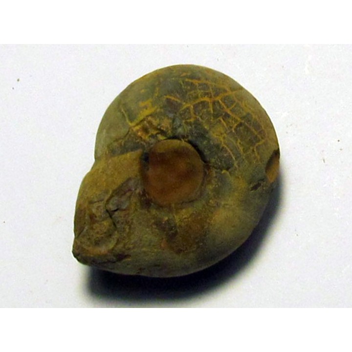 GLAPHYRITES EXCELSUS (4)