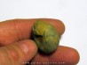 GLAPHYRITES EXCELSUS (4)