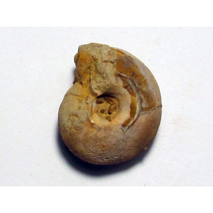 GLAPHYRITES EXCELSUS (5)
