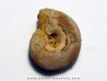 GLAPHYRITES EXCELSUS (5)