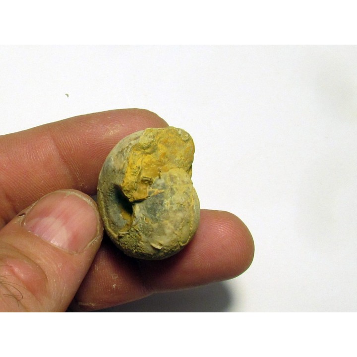 GLAPHYRITES EXCELSUS (5)