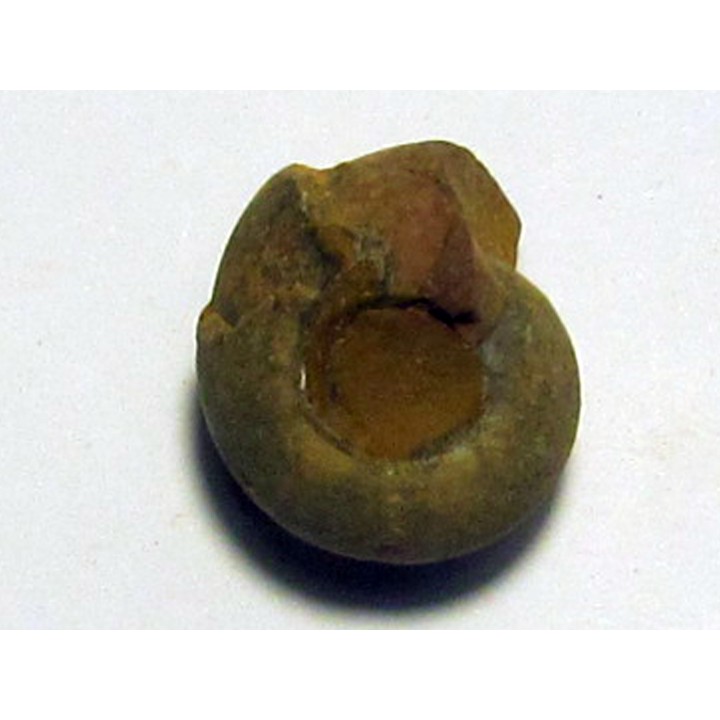 GLAPHYRITES EXCELSUS (6)