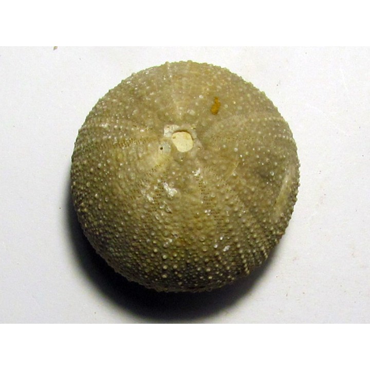 Psephechinus daguini (1)